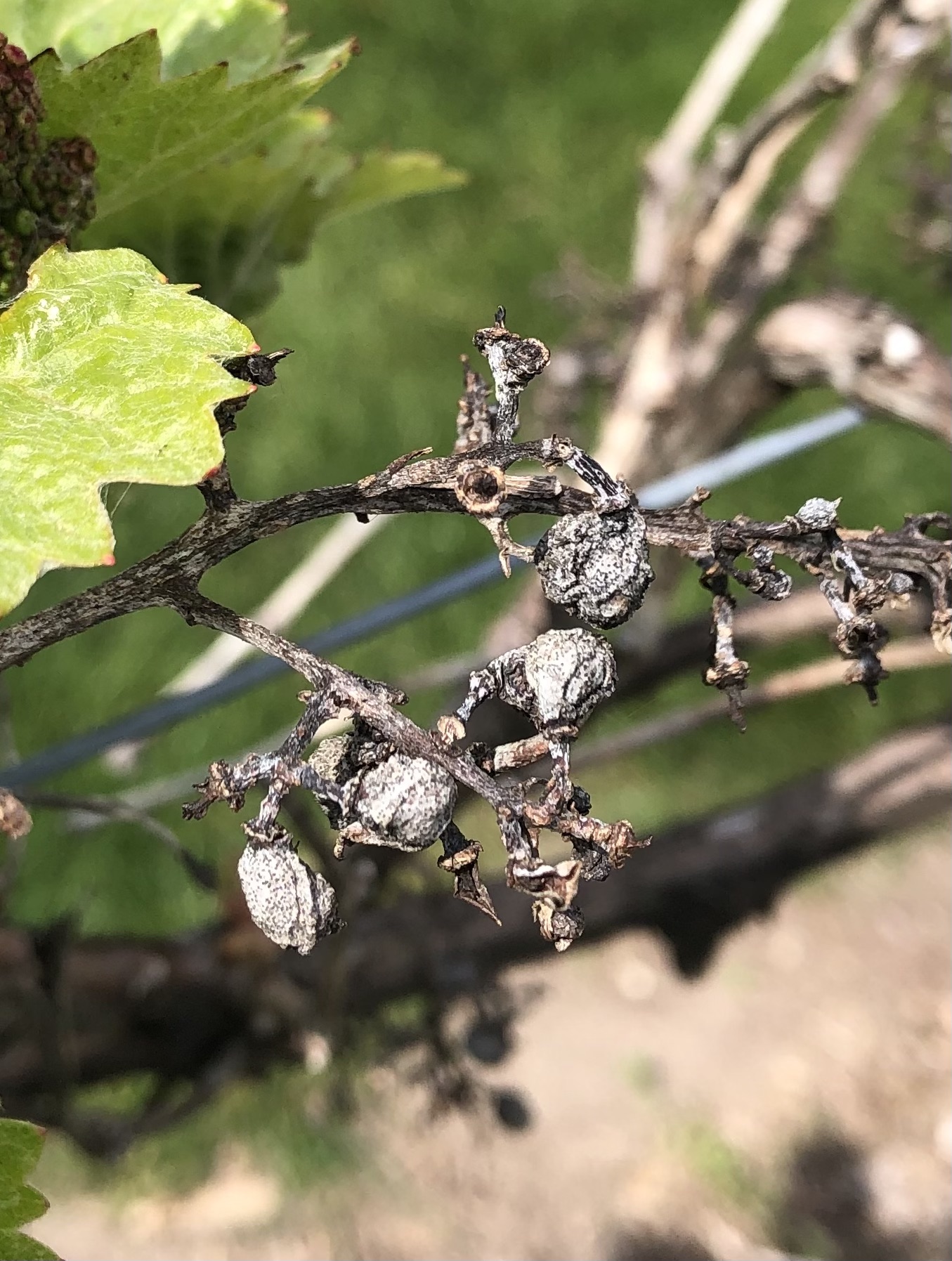 Black rot on grapes.